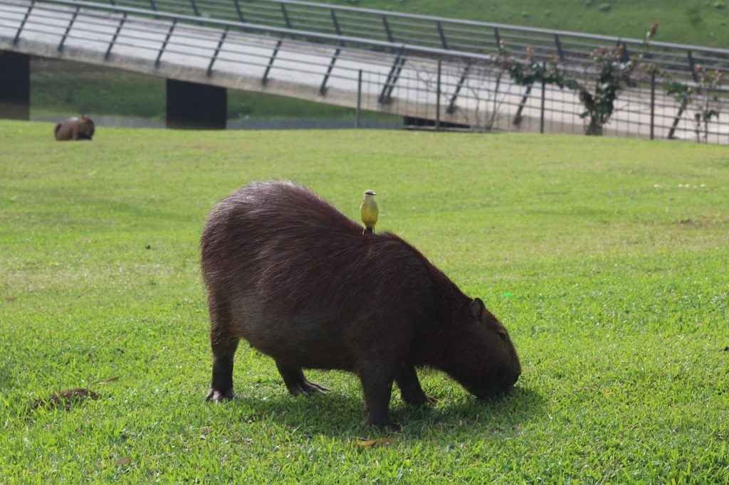 capybara as pets - myexoticworld