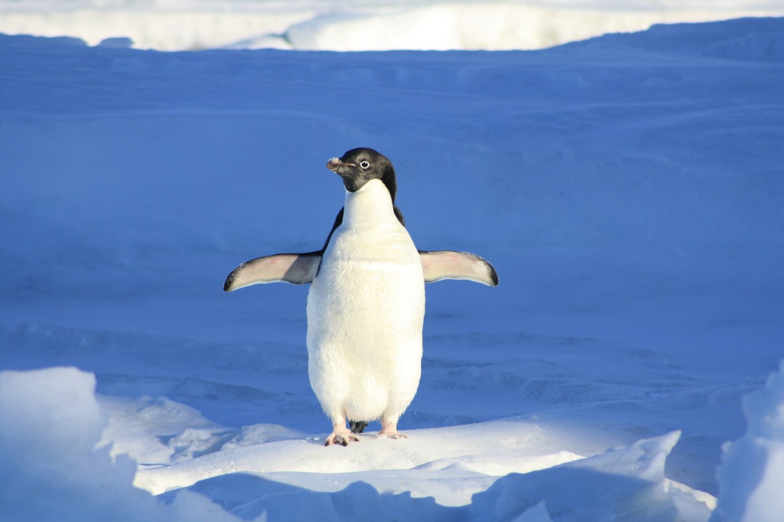 penguin feisty pet