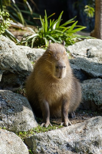 capybara as pets - myexoticworld