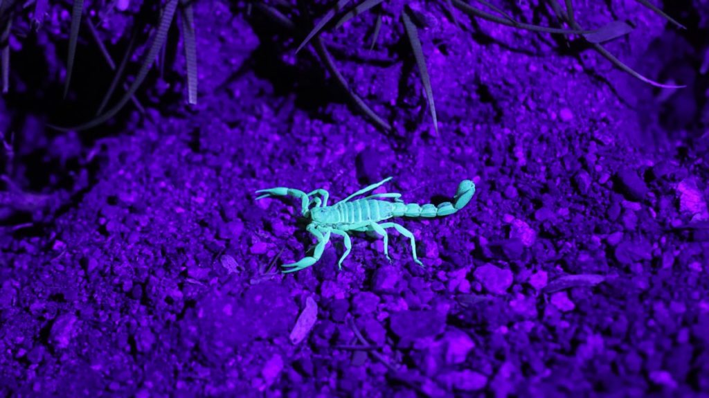 Emperor Scorpion- The World's Largest Scorpion