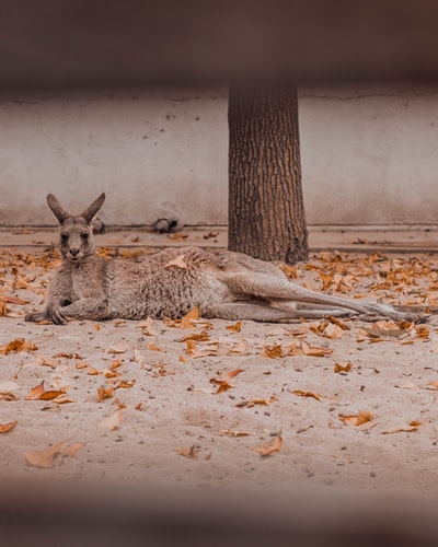 Wallaby as Pets, Species, Facts and their Kangaroo relatives