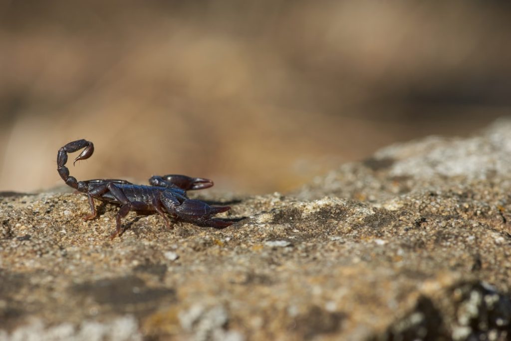 Emperor Scorpion- The World's Largest Scorpion