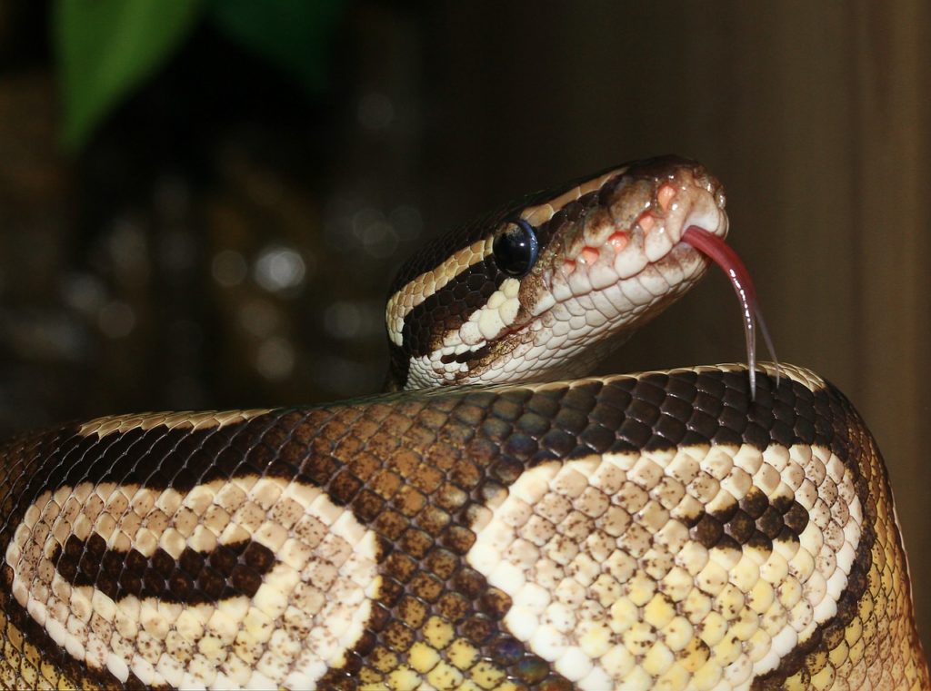 Ball python as a pet