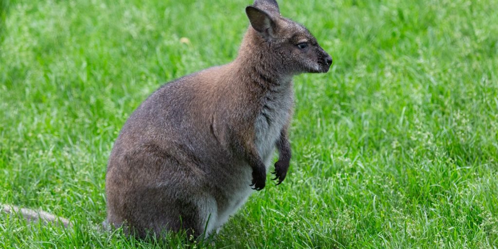 All About Wallaby as Pets