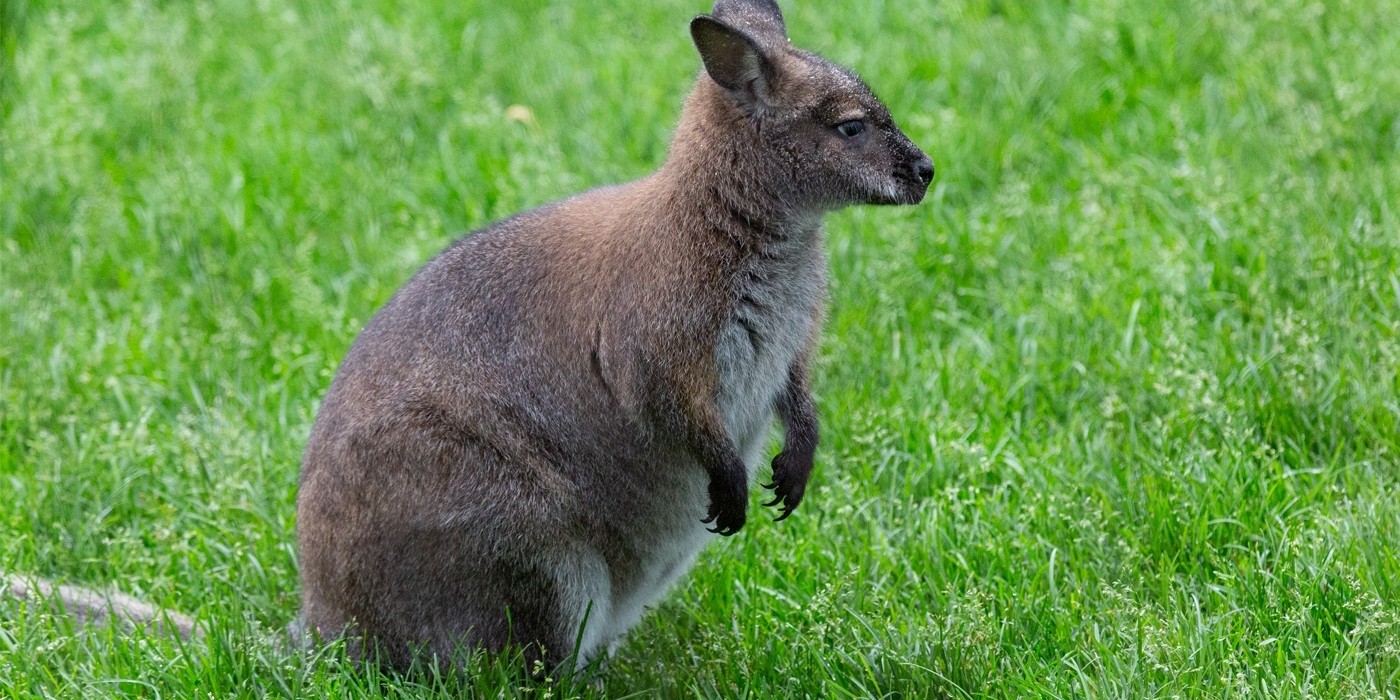 Wallaby as Pets, Species, Facts and their Kangaroo relatives