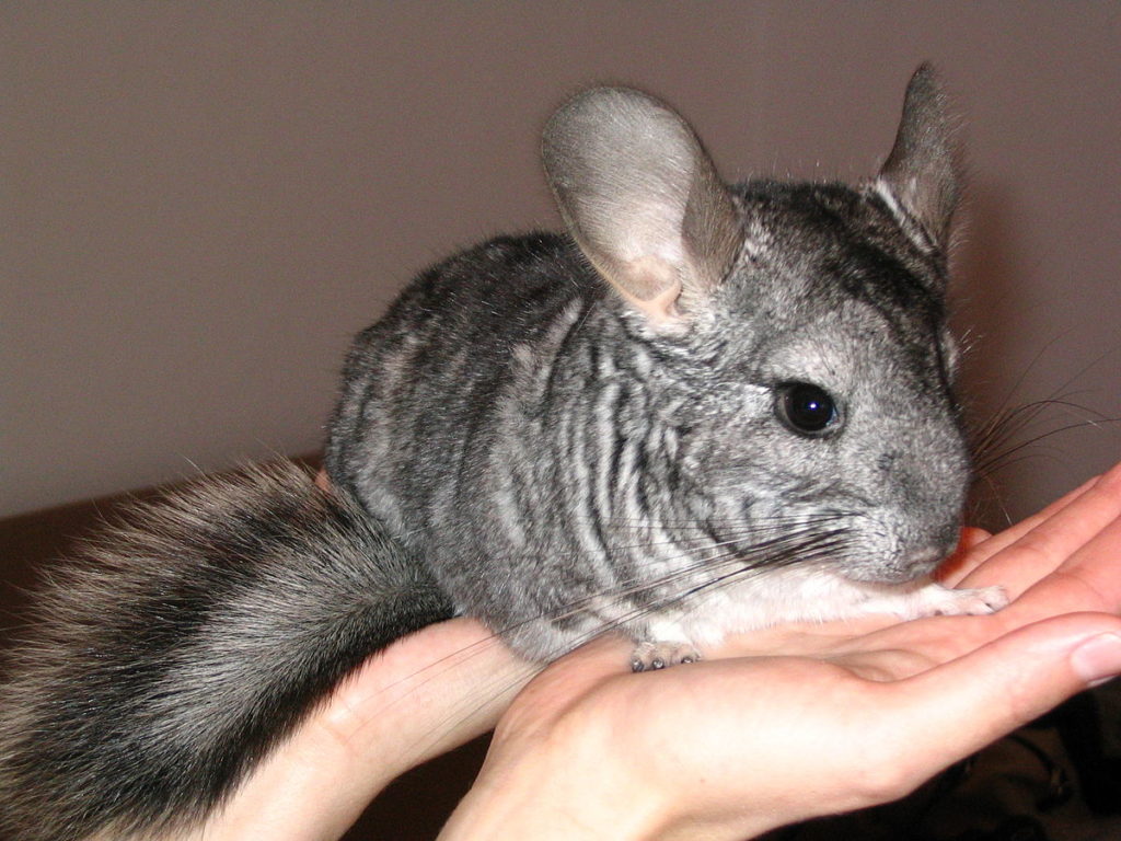 Chinchilla Size