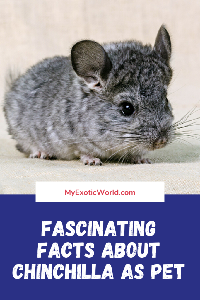Fascinating facts about Chinchilla as Pet - Myexoticworld.com