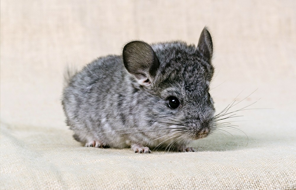 6+ Fascinating facts about Chinchilla as Pet!
