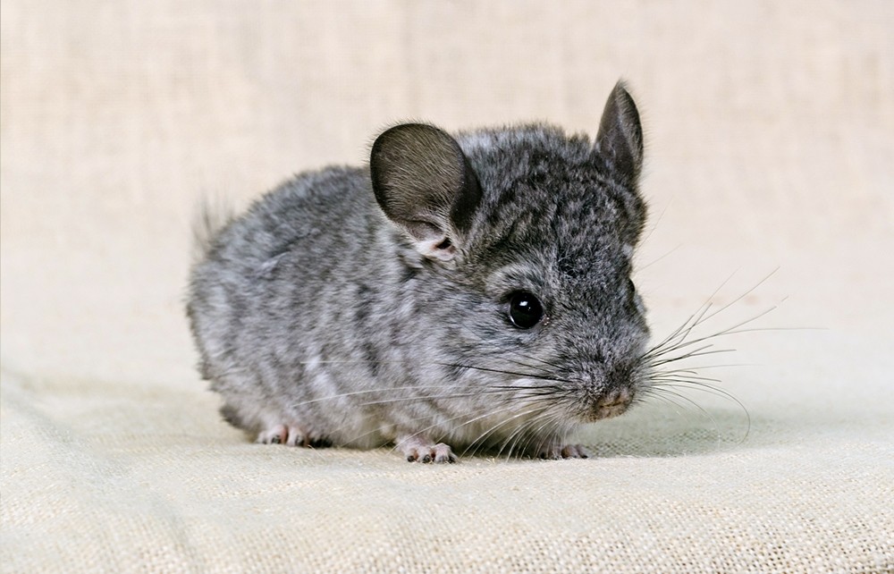 chinchilla fascinating mamalia lebat gemas berbulu paling exotic