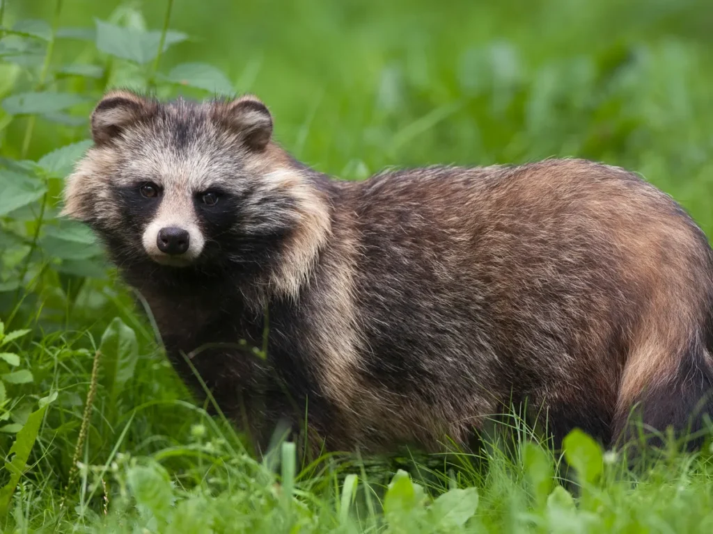 Raccoon dog diet and feeding habits