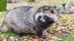 Raccoon dog conservation and habitat preservation