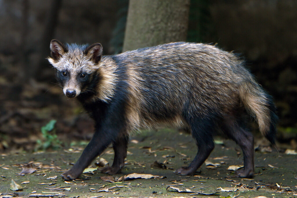 Raccoon dog behavior and social interaction