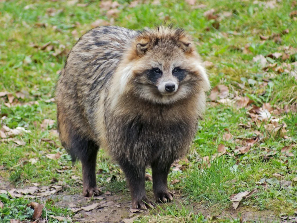 Raccoon dog anatomy and physical features