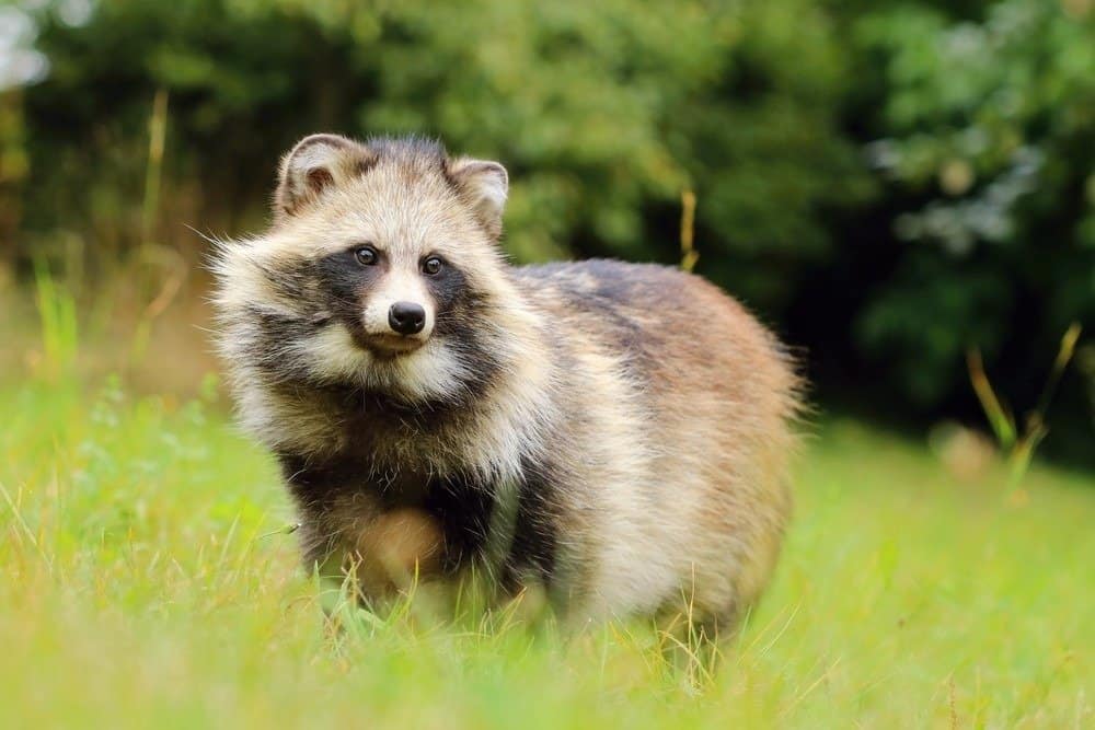 Raccoon dog in natural habitat