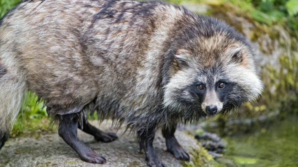 Raccoon dog inquisitive expression and curious gaze